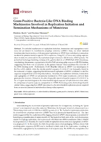 Gram-Positive Bacteria-Like DNA Binding Machineries Involved in Replication Initiation and Termination Mechanisms of Mimivirus