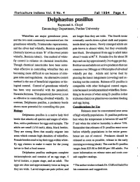 Delphastus Pusillus Raymond A