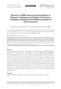 Patterns of Rdna Chromosomal Localization in Palearctic Cephalota and Cylindera (Coleoptera: Carabidae: Cicindelini) with Different Numbers of X-Chromosomes