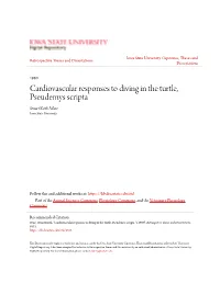 Cardiovascular Responses to Diving in the Turtle, Pseudemys Scripta Stuart Keith Ware Iowa State University