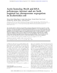 Actin Homolog Mreb and RNA Polymerase Interact and Are Both Required for Chromosome Segregation in Escherichia Coli