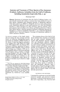 Anatomy and Taxonomy of Three Species of Sea
