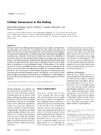 Cellular Senescence in the Kidney
