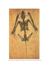 2 Icaronycteris Index