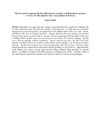 The Potential of Ambrosia Beetles (Monarthrum Scutellare and Monarthrum Dentiger) to Vector the Phytophthora That Causes Sudden Oak Death