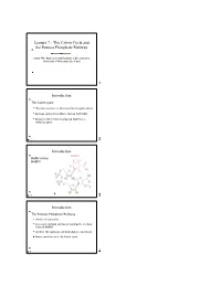 Lecture 7 - the Calvin Cycle and the Pentose Phosphate Pathway