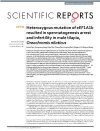 Heterozygous Mutation of Eef1a1b Resulted in Spermatogenesis Arrest