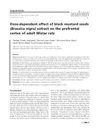 (Brassica Nigra) Extract on the Prefrontal Cortex of Adult Wistar Rats