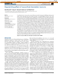Depolarizing Effect of Neocortical Chandelier Neurons