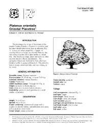 Platanus Orientalis Oriental Planetree1 Edward F