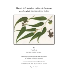 The Role of Phytophthora Soil Borne Pathogens in Eucalyptus