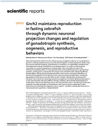 Gnrh2 Maintains Reproduction in Fasting Zebrafish Through Dynamic Neuronal Projection Changes and Regulation of Gonadotropin