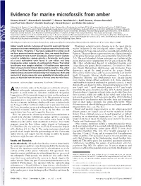 Evidence for Marine Microfossils from Amber