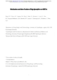 Mechanism and Site of Action of Big Dynorphin on Asic1a