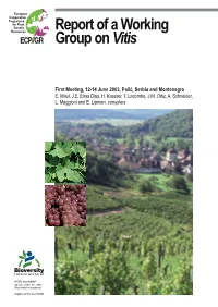 Report of a Working Group on Vitis: First Meeting