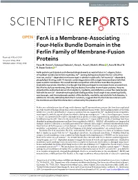 Fera Is a Membrane-Associating Four-Helix Bundle