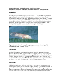 Melaleuca Psyllid - Boreioglycaspis Melaleucae Moore Introduced Psyllid for Biological Control of Paperbark Trees in Florida