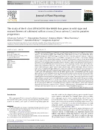 The Study of the E-Class SEPALLATA3-Like MADS-Box Genes in Wild-Type and Mutant ﬂowers of Cultivated Saffron Crocus (Crocus Sativus L.) and Its Putative Progenitors