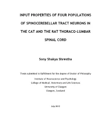 A First Step Towards Understanding the Role of the Cerebellum in the Control of Movements Is to Determine the Nature of the Information Forwarded to It