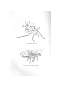 An Introduction to the Epiphytic Orchids of East Africa