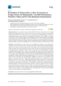 Evaluation of Stylosanthes Scabra Accessions As Forage Source for Ruminants: Growth Performance, Nutritive Value and in Vitro Ruminal Fermentation
