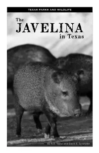 The Javelina in Texas