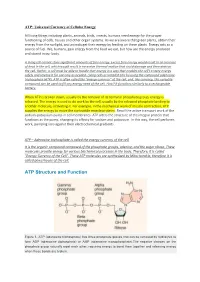 ATP Structure and Function
