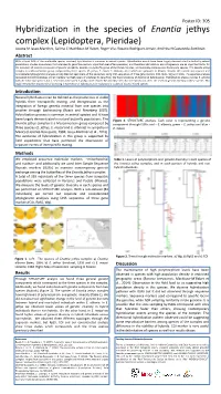 Hybridization in the Species of Enantia Jethys Complex (Lepidoptera, Pieridae)