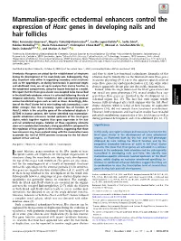 Mammalian-Specific Ectodermal Enhancers Control the Expression of Hoxc Genes in Developing Nails and Hair Follicles