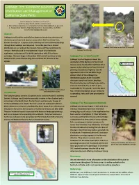Cabbage Tree (Cordyline Australis) Distribution and Management in California State Parks
