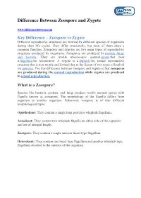 Difference Between Zoospore and Zygote