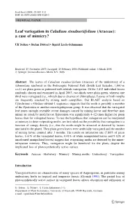 Leaf Variegation in Caladium Steudneriifolium (Araceae): a Case of Mimicry?