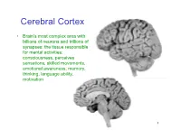 Cerebral Cortex