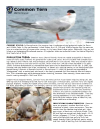 Common Tern Sterna Hirundo