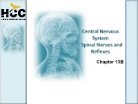 Spinal Nerves and Reflexes