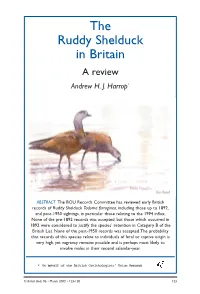 The Ruddy Shelduck in Britain a Review Andrew H