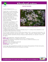Flaxleaf Aster (Ionactis Linariifolia)