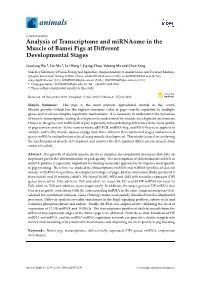Analysis of Transcriptome and Mirnaome in the Muscle of Bamei Pigs at Diﬀerent Developmental Stages