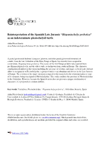 As an Indeterminate Plesiochelyid Turtle