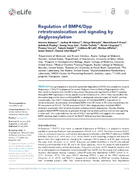 Regulation of BMP4/Dpp Retrotranslocation and Signaling By