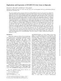 Duplications and Expression of DIVARICATA-Like Genes in Dipsacales