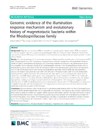 Genomic Evidence of the Illumination Response Mechanism and Evolutionary History of Magnetotactic Bacteria Within the Rhodospiri