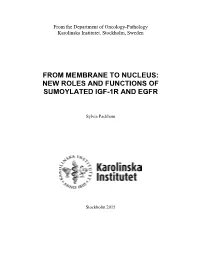Thesis Was to Elucidate the Function of Recently Discovered Nuclear IGF-1R As Well As to Investigate Its Nuclear Translocation Pathway