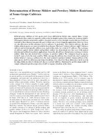 Determination of Downy Mildew and Powdery Mildew Resistance of Some Grape Cultivars