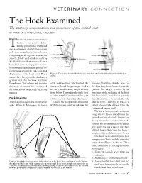 The Hock Examined the Anatomy, Conformation, and Movement of This Critical Joint