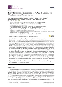 Early Embryonic Expression of AP-2 Is Critical for Cardiovascular Development