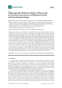 Organ-Specific Metabolic Shifts of Flavonoids in Scutellaria