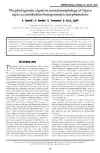 The Phylogenetic Signal in Cranial Morphology of &lt;I&gt;Vipera Aspis&lt;/I&gt;