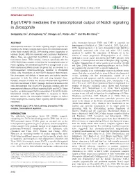 1/TAF9 Mediates the Transcriptional Output of Notch Signaling In