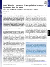 BORC/Kinesin-1 Ensemble Drives Polarized Transport of Lysosomes